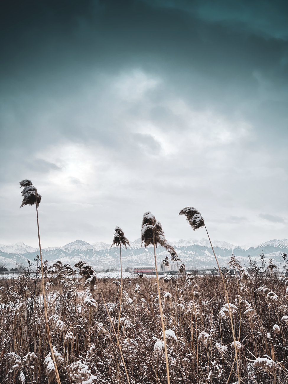 Wild windswept steppe under high snowy mountains